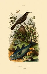 Babbler Sciabola